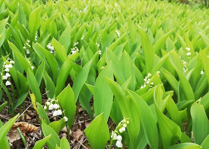 Seaside Rebase Kuur * Keibu